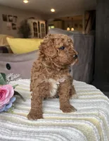 Zack - Mini, a female Miniature Goldendoodle for sale in Warsaw, NY – 4 of 4