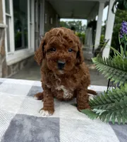 Cali - Mini, a female Miniature Goldendoodle for sale in Warsaw, NY – 3 of 3