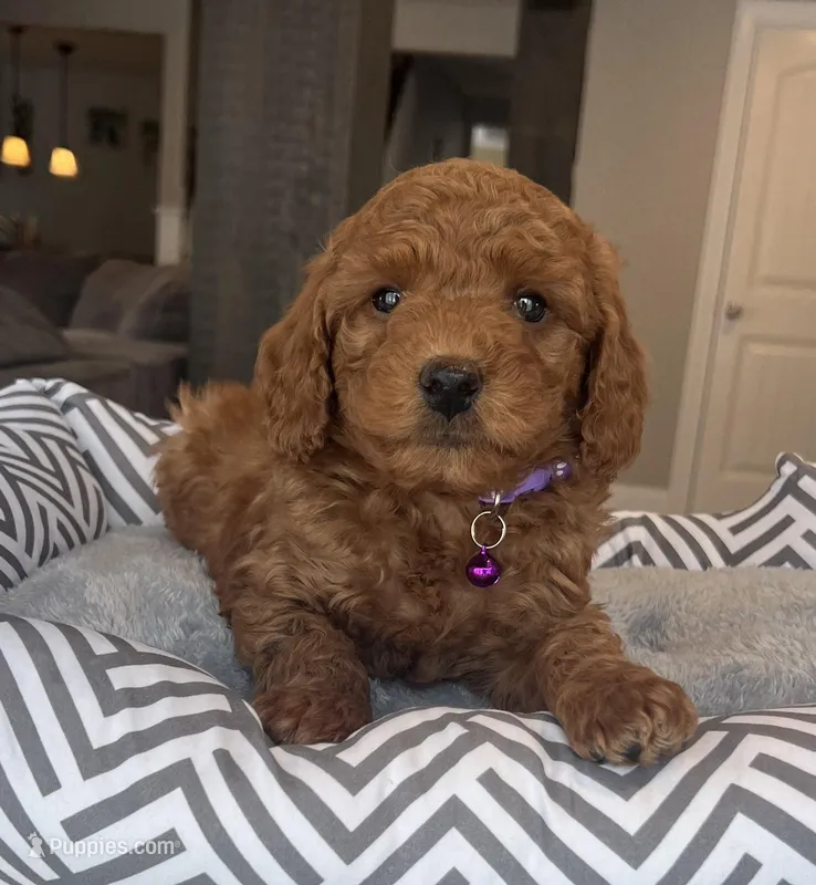 Ava - Mini – Miniature Goldendoodle puppy for sale in Warsaw, NY