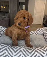 Ava - Mini, a female Miniature Goldendoodle for sale in Warsaw, NY – Photo 3 of 4