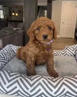 Ava - Mini, a female Miniature Goldendoodle for sale in Warsaw, NY – Photo 4 of 4