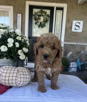 Sully - Mini, a male Miniature Goldendoodle for sale in Warsaw, NY – 4 of 4