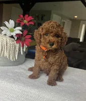 Rylie - Mini, a male Miniature Goldendoodle for sale in Warsaw, NY – 1 of 4