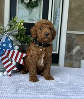 Winston - Medium, a female Goldendoodle for sale in Warsaw, NY – 2 of 4