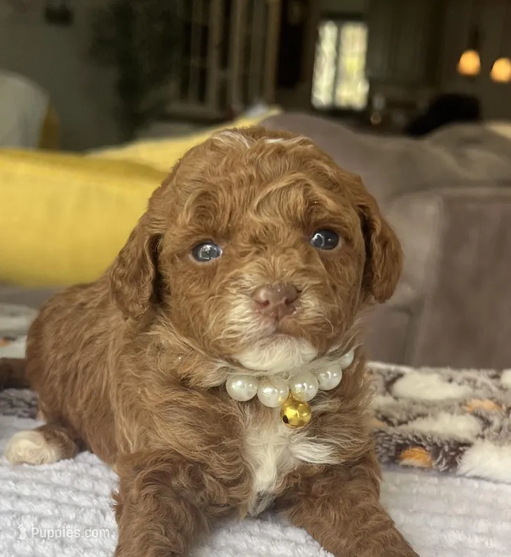 Luna - Mini – Miniature Goldendoodle puppy for sale in Warsaw, NY