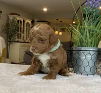 Luna - Mini, a female Miniature Goldendoodle for sale in Warsaw, NY – Photo 2 of 3