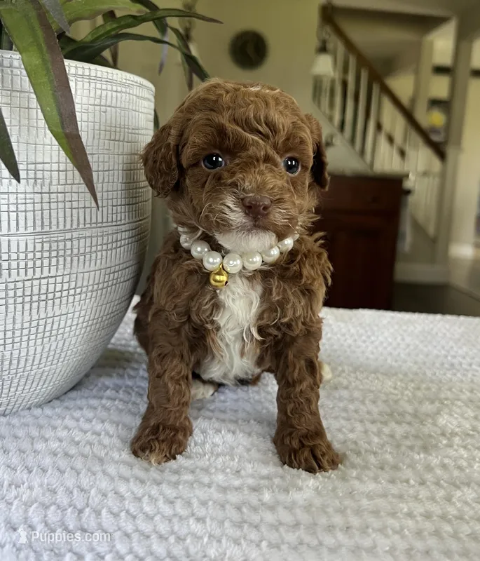 Luna - Mini – Miniature Goldendoodle puppy for sale in Warsaw, NY