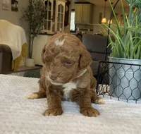 Luna - Mini, a female Miniature Goldendoodle for sale in Warsaw, NY – Photo 3 of 3