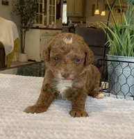 Luna - Mini, a female Miniature Goldendoodle for sale in Warsaw, NY – Photo 1 of 3