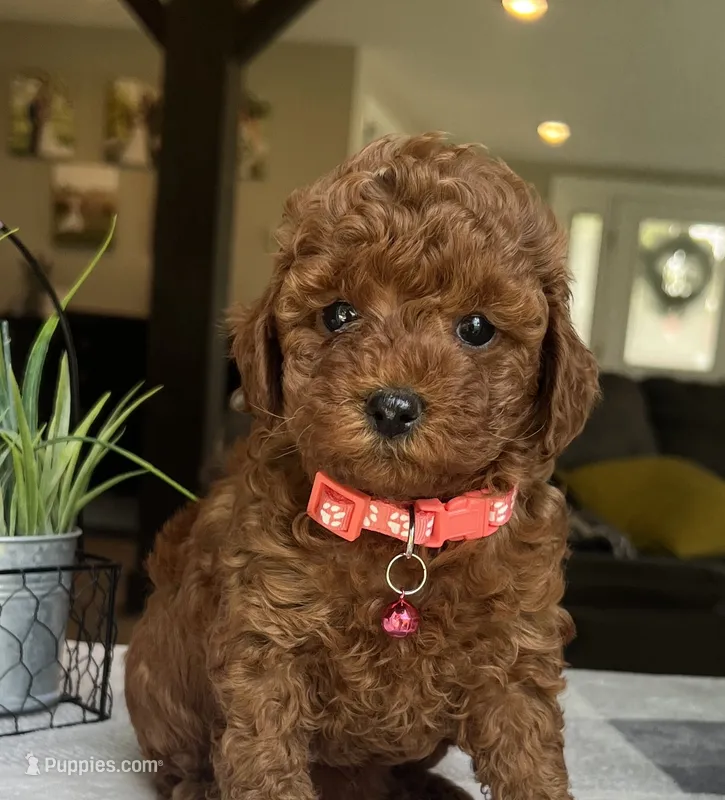 Zion - Mini – Miniature Goldendoodle puppy for sale in Warsaw, NY