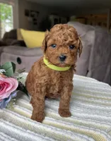 Zadie- Mini, a female Miniature Goldendoodle for sale in Warsaw, NY – 1 of 4