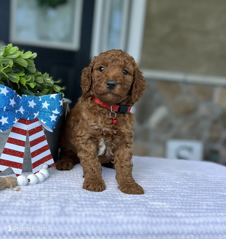 Walker - Medium – Goldendoodle puppy for sale in Warsaw, NY