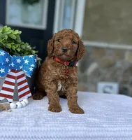 Walker - Medium, a female Goldendoodle for sale in Warsaw, NY – 1 of 4