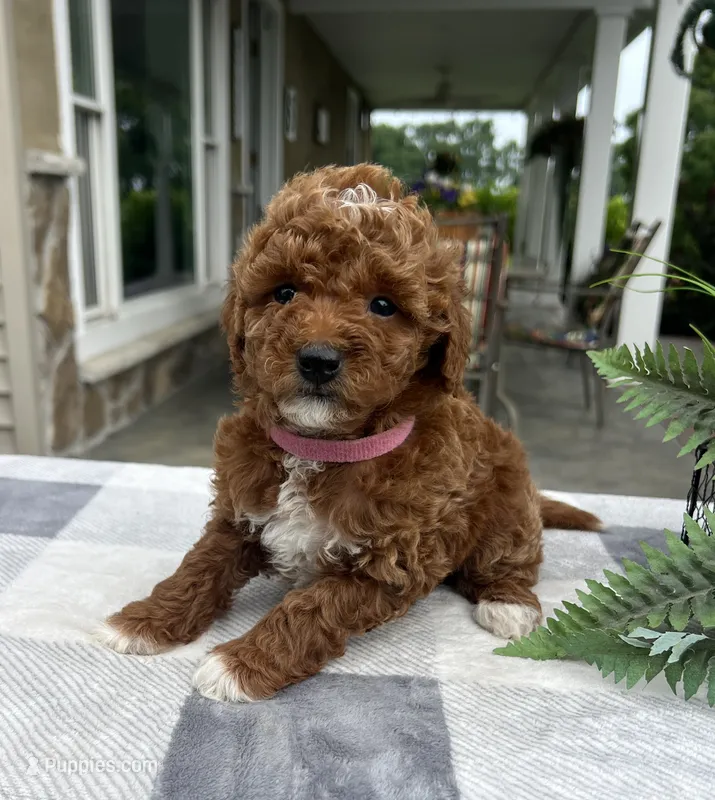 Chloe - Mini – Miniature Goldendoodle puppy for sale in Warsaw, NY