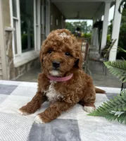 Chloe - Mini, a female Miniature Goldendoodle for sale in Warsaw, NY – 1 of 3