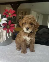 Rory - Mini, a male Miniature Goldendoodle for sale in Warsaw, NY – 2 of 4