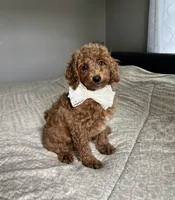 Rosie - Mini, a male Miniature Goldendoodle for sale in Warsaw, NY – 3 of 4
