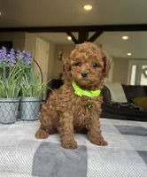 Zadie- Mini, a female Miniature Goldendoodle for sale in Warsaw, NY – 4 of 4