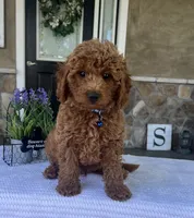 Zander - Mini, a female Miniature Goldendoodle for sale in Warsaw, NY – 2 of 4
