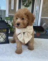 Scarlett - Mini, a female Miniature Goldendoodle for sale in Warsaw, NY – 2 of 4