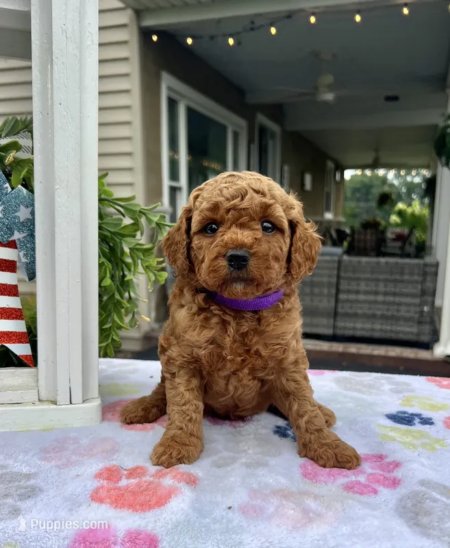 Harper - Mini – Miniature Goldendoodle puppy for sale in Warsaw, NY
