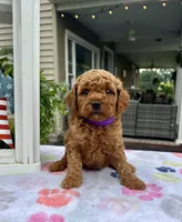 Harper - Mini, a female Miniature Goldendoodle for sale in Warsaw, NY – 1 of 4