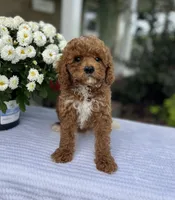 Ava - Mini, a female Miniature Goldendoodle for sale in Warsaw, NY – 3 of 4