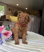 Zayden - Mini, a female Miniature Goldendoodle for sale in Warsaw, NY – 3 of 3