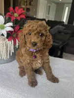 Rosie - Mini, a female Miniature Goldendoodle for sale in Warsaw, NY – 5 of 5