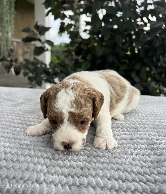 Lincoln- Mini – Miniature Goldendoodle puppy for sale in Warsaw, NY
