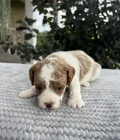 Lincoln- Mini, a male Miniature Goldendoodle for sale in Warsaw, NY – 1 of 4