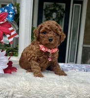 Zion - Mini, a female Miniature Goldendoodle for sale in Warsaw, NY – 4 of 4