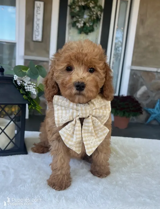 Scarlett - Mini – Miniature Goldendoodle puppy for sale in Warsaw, NY
