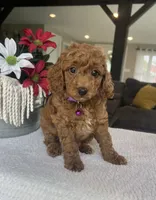 Rosie - Mini, a female Miniature Goldendoodle for sale in Warsaw, NY – 2 of 5