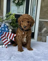 Winston - Medium, a female Goldendoodle for sale in Warsaw, NY – 4 of 4
