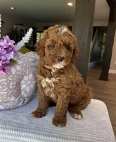 Gunner - Mini, a male Miniature Goldendoodle for sale in Warsaw, NY – 2 of 4