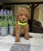 Zadie- Mini, a female Miniature Goldendoodle for sale in Warsaw, NY – 3 of 4
