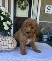 Sophie - Mini, a female Miniature Goldendoodle for sale in Warsaw, NY – 4 of 5