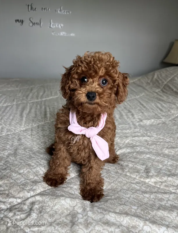 Zoey - Mini – Miniature Goldendoodle puppy for sale in Warsaw, NY