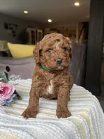 Zuess - Mini, a female Miniature Goldendoodle for sale in Warsaw, NY – 3 of 4