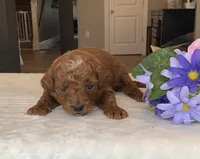 Max - Mini, a male Miniature Goldendoodle for sale in Warsaw, NY – Photo 1 of 4