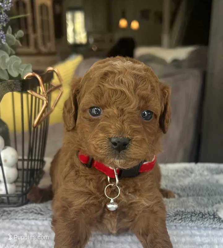 Max - Mini – Miniature Goldendoodle puppy for sale in Warsaw, NY