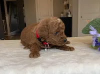 Max - Mini, a male Miniature Goldendoodle for sale in Warsaw, NY – Photo 2 of 4