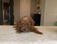 Max - Mini, a male Miniature Goldendoodle for sale in Warsaw, NY – Photo 4 of 4