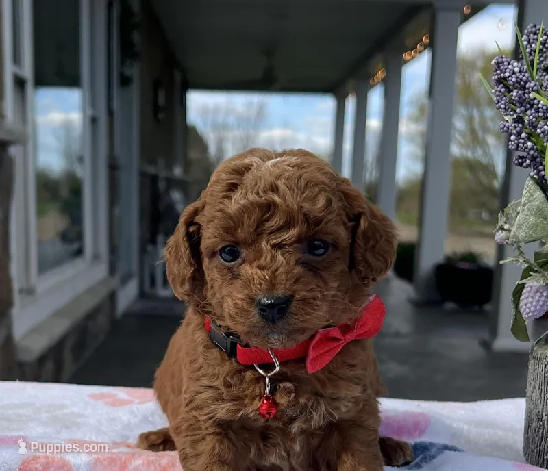 Max - Mini – Miniature Goldendoodle puppy for sale in Warsaw, NY