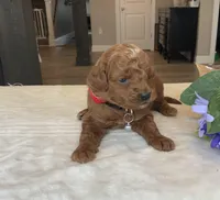 Max - Mini, a male Miniature Goldendoodle for sale in Warsaw, NY – Photo 3 of 4