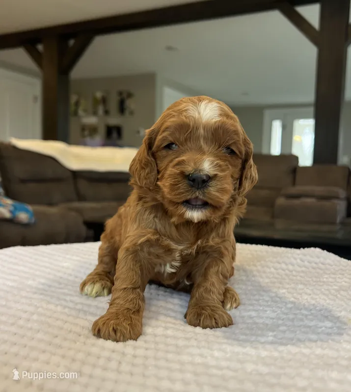 Hope - Medium – Goldendoodle puppy for sale in Warsaw, NY