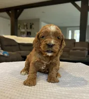 Hope - Medium, a female Goldendoodle for sale in Warsaw, NY – Photo 1 of 3