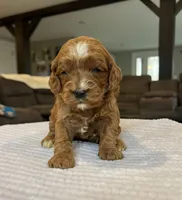 Hope - Medium, a female Goldendoodle for sale in Warsaw, NY – Photo 2 of 3