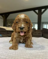 Hope - Medium, a female Goldendoodle for sale in Warsaw, NY – Photo 3 of 3